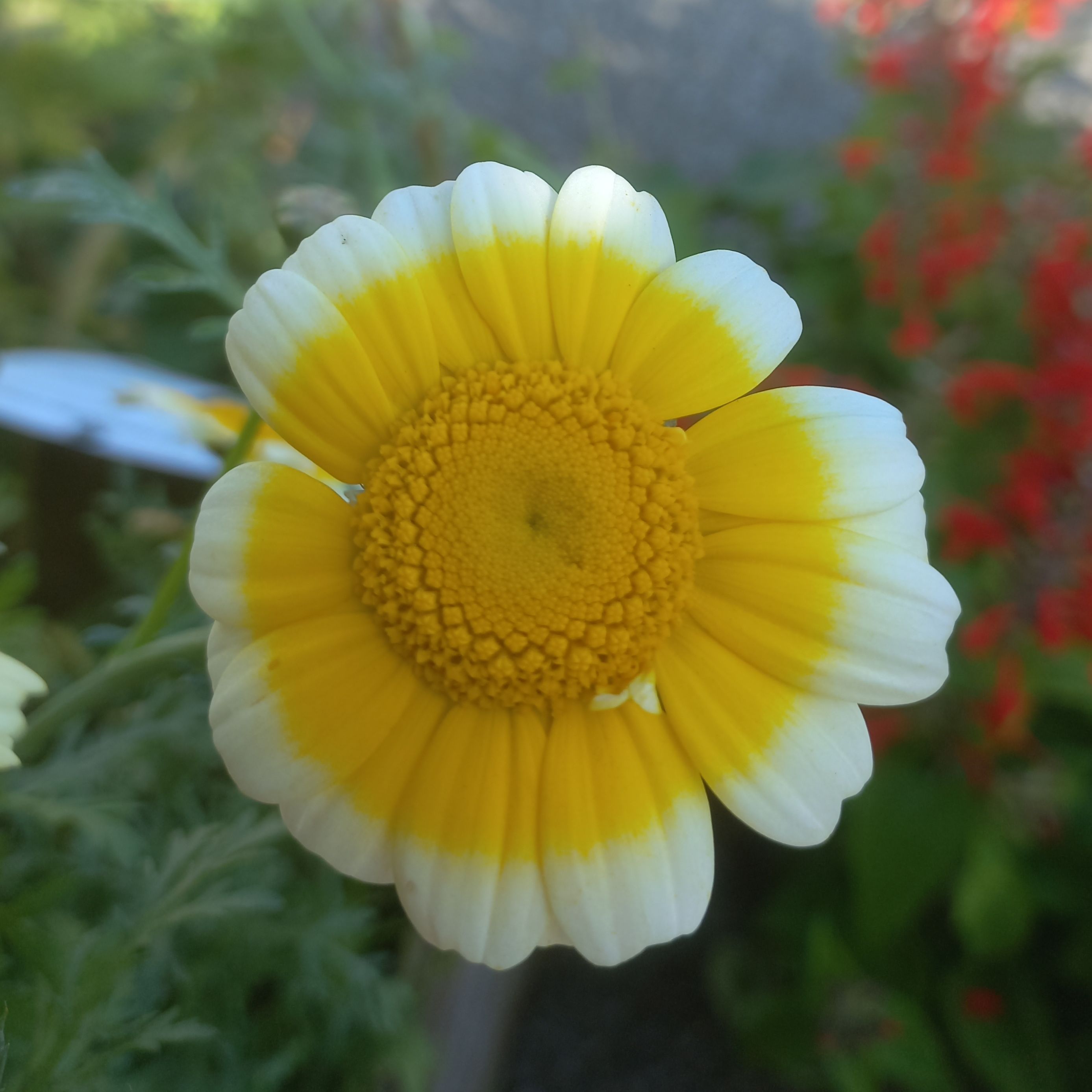 Chrysanthème comestible - Conteneur 1.5L