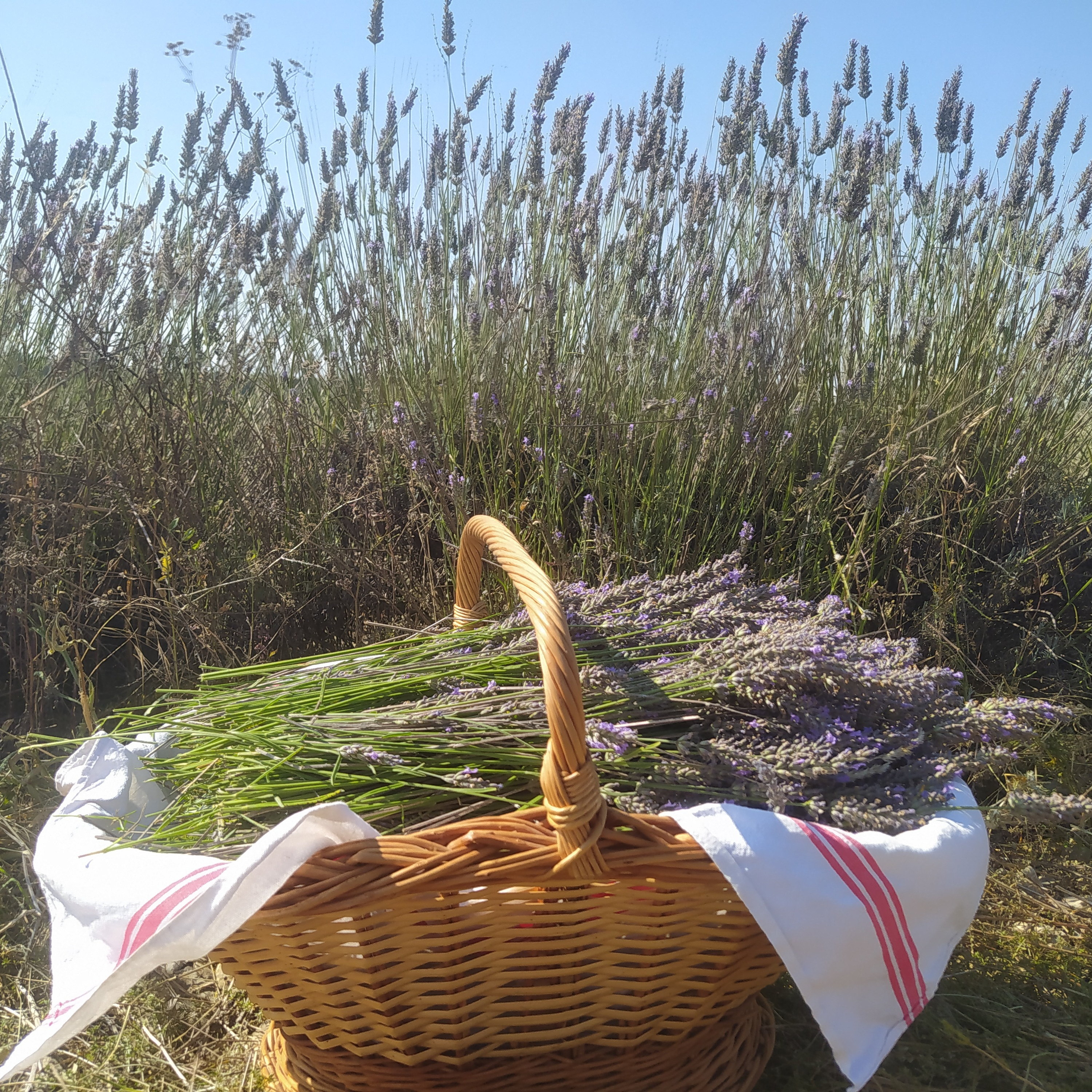 Huile essentielle de Lavandin Super 10ML