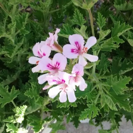 Géranium citron en pot 2 litres