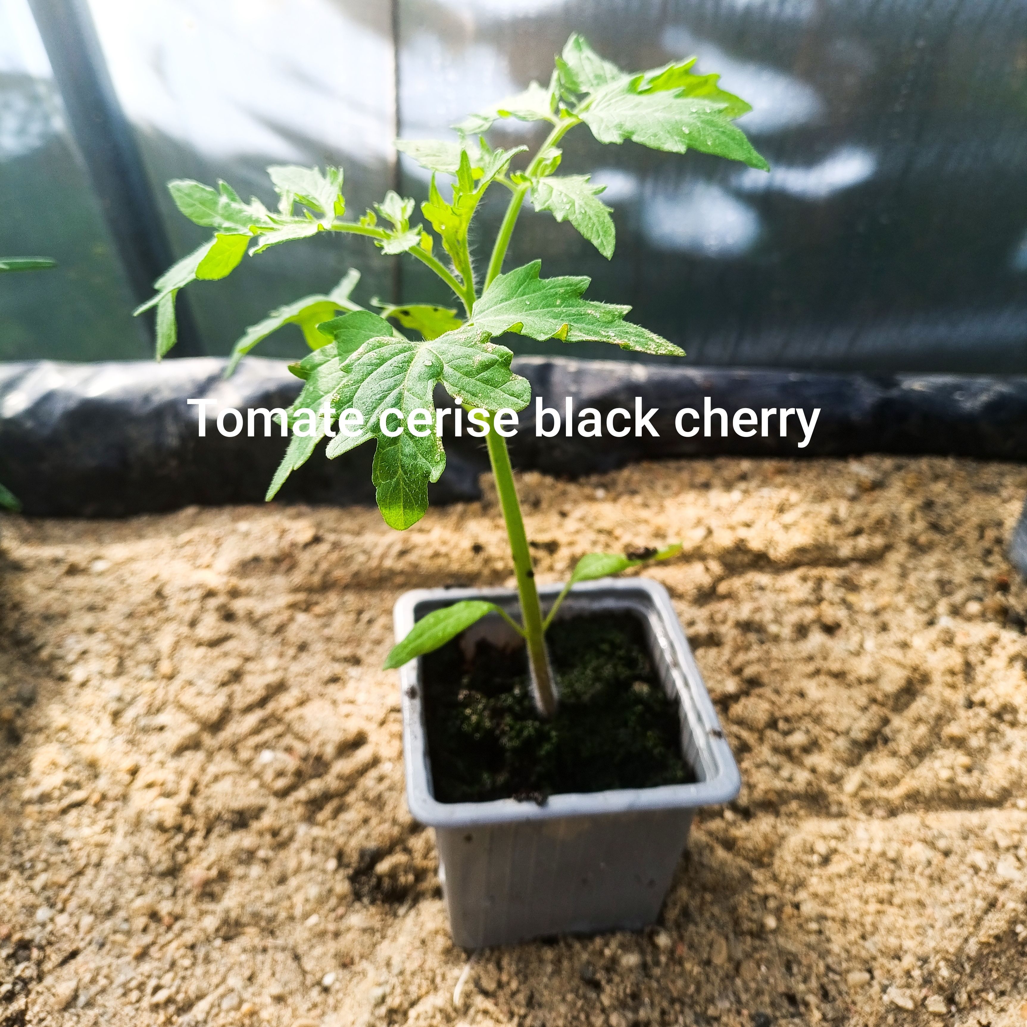 Plant tomate - cerise noire black cherry