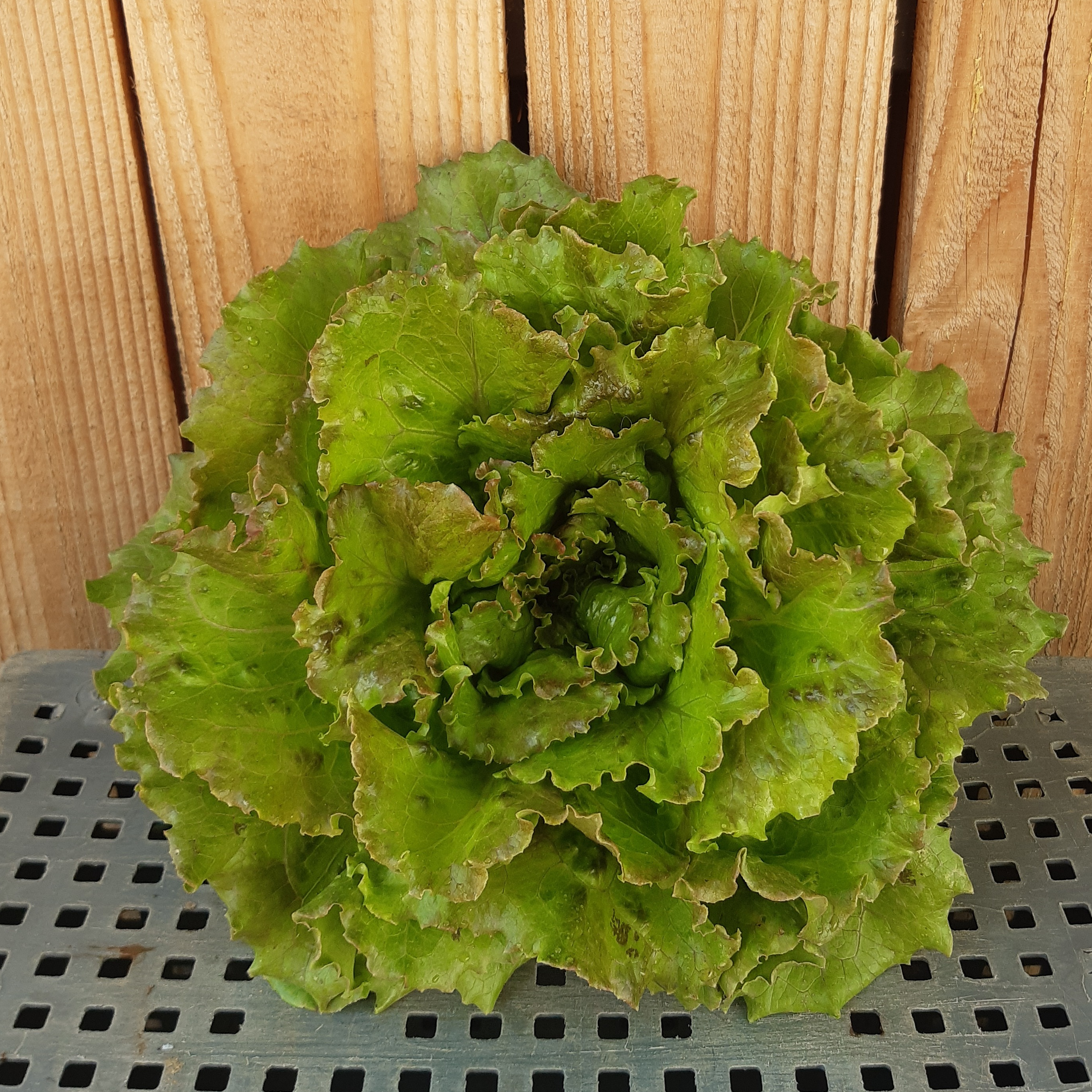 Salade batavia rouge