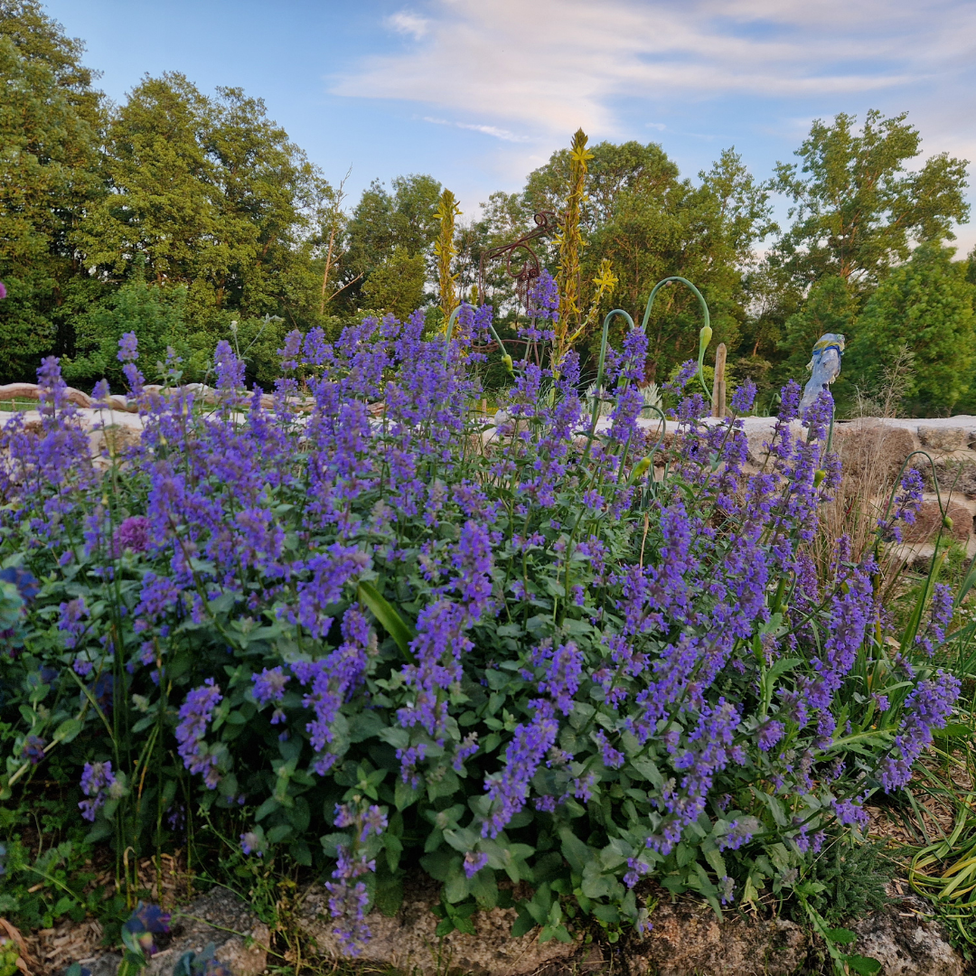 Nepeta x faassenii ‘Dropmore’