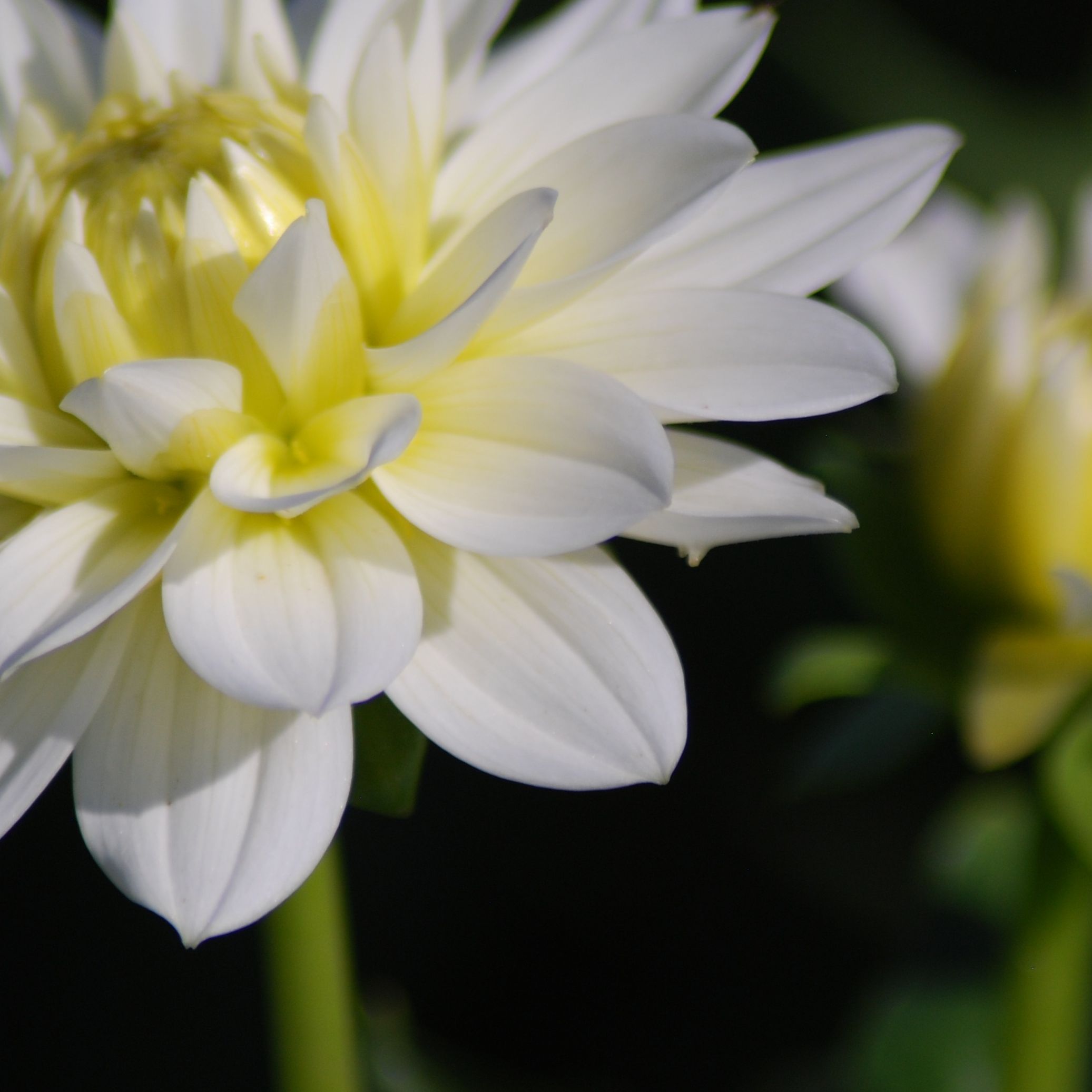 dahlia Karma Maarteen Zwaan