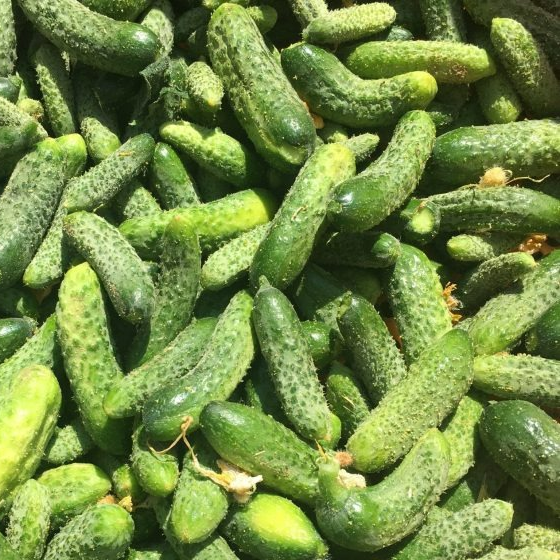 Cornichon (petit)