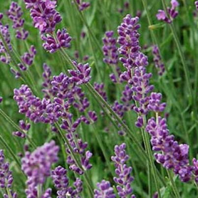Lavande vraie - Lavandula angustifolia "Hidcote"