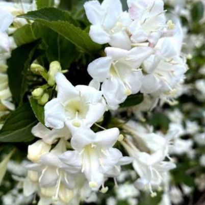 Weigelia hybrida "Snowflake"