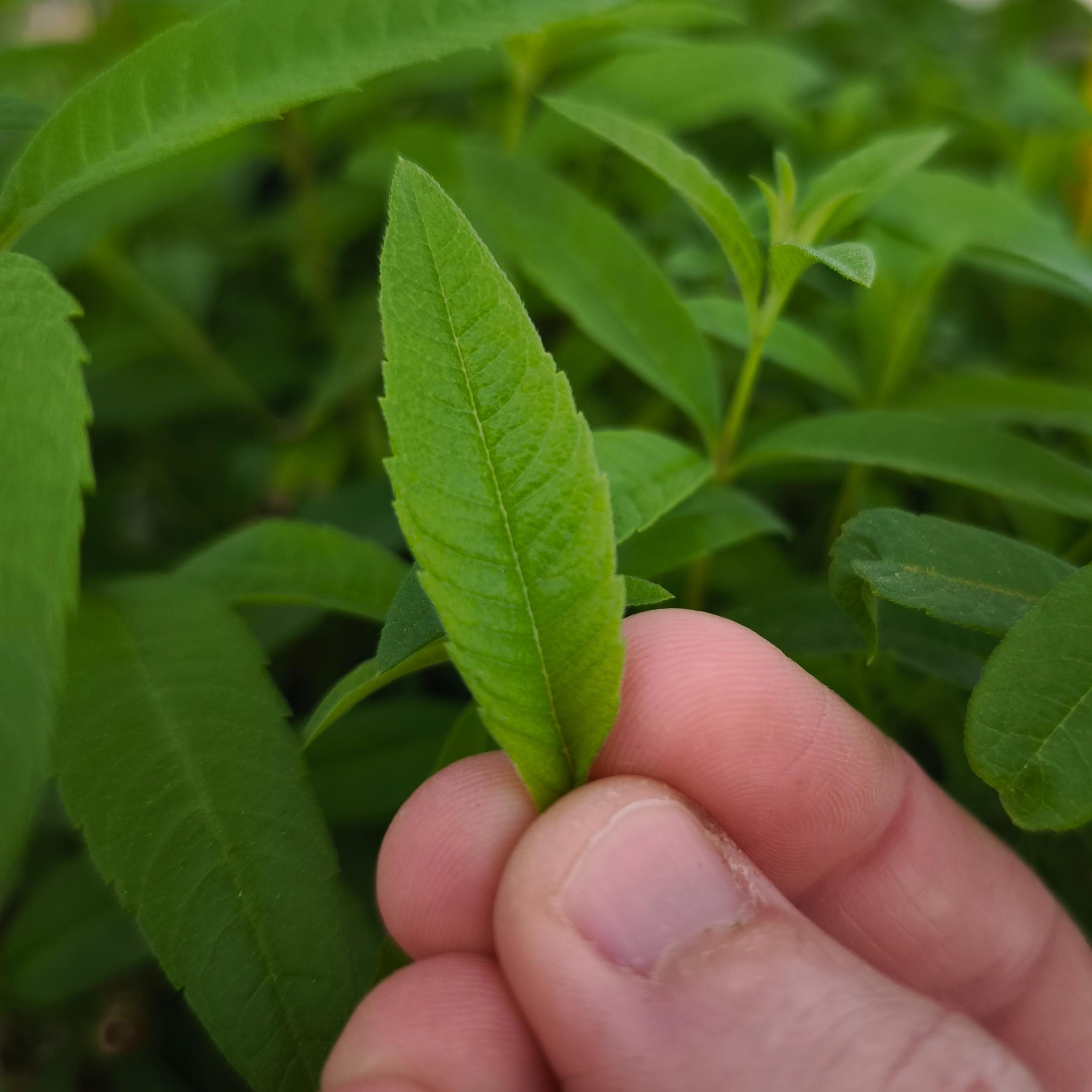 Verveine citronnelle