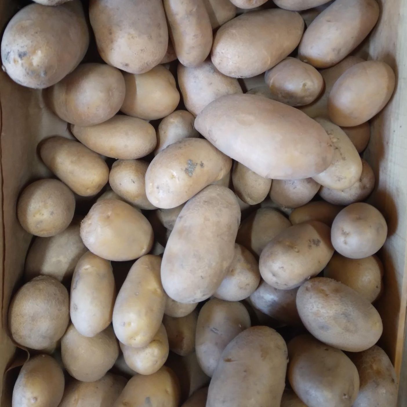 Pomme de terre Agria
