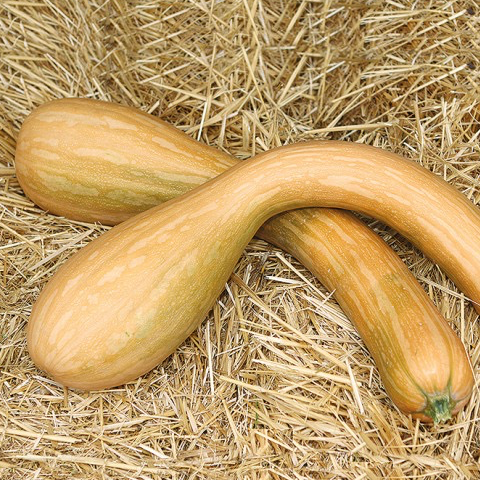 Plant Longue de Nice Bio - 150g