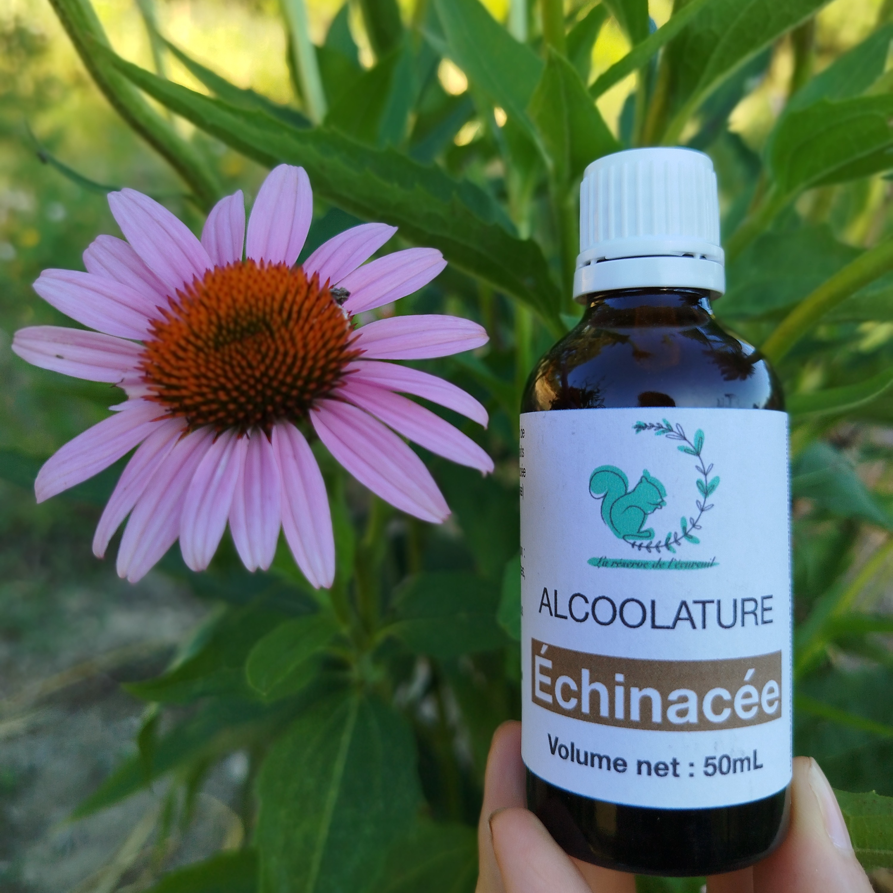 Alcoolature Echinacée