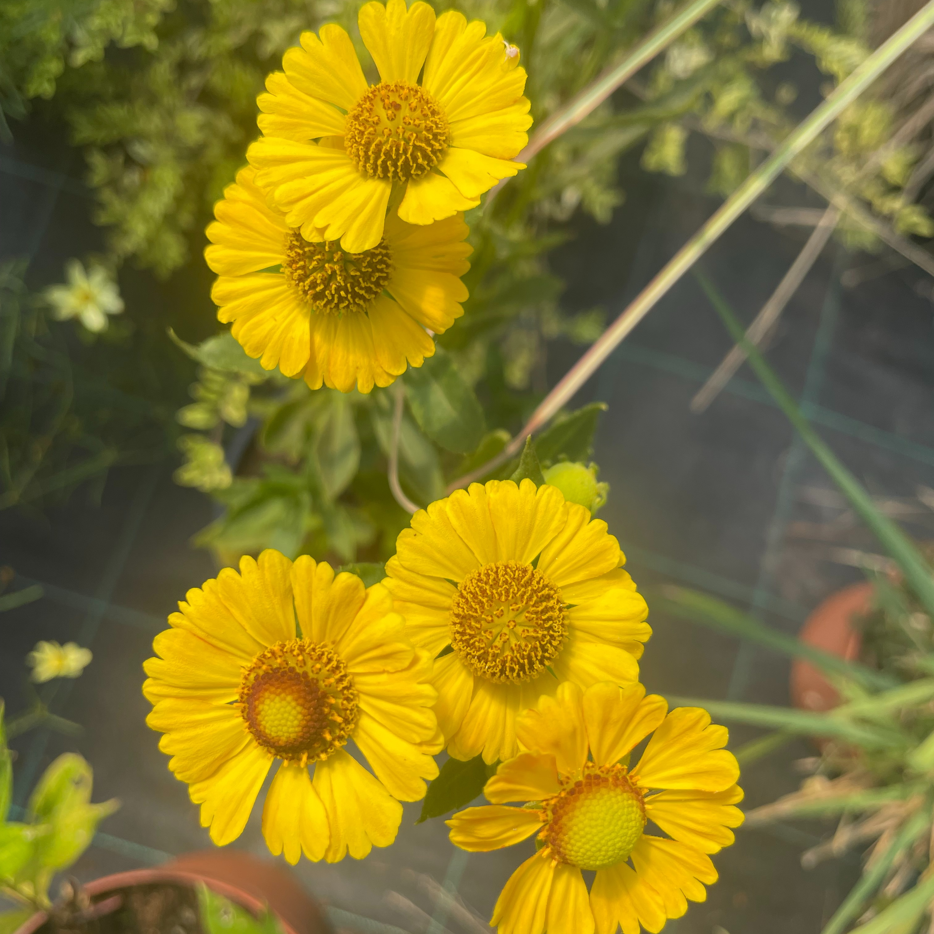 Helenium ‘Zimbelstern’