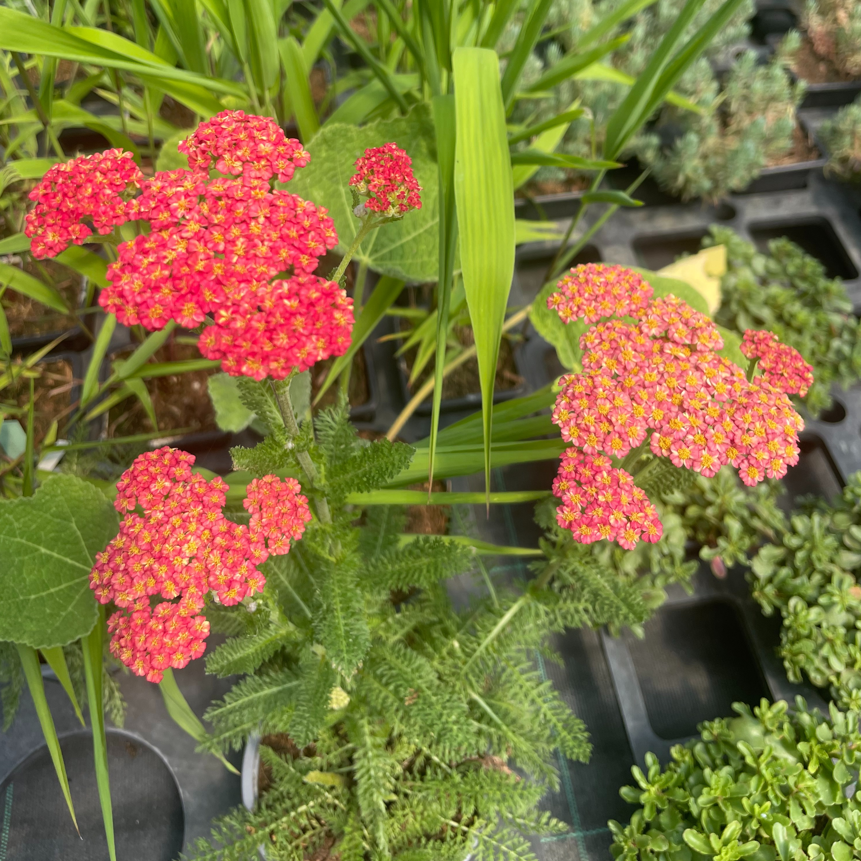 Achillea millefolium 'Skysail Fire'