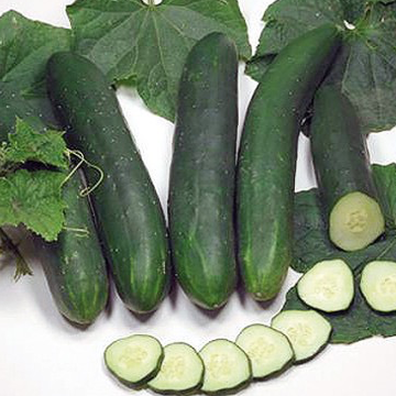 Plant Concombre - 150g