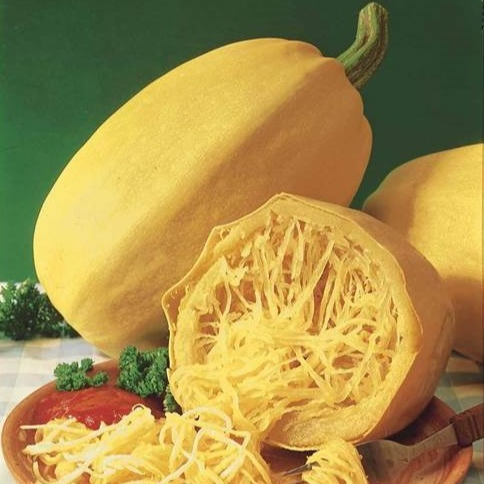 Courge Spaghetti végétal en godet 8 cm