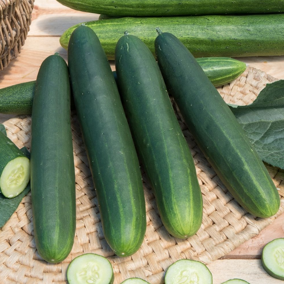 Concombre Tanja en godet 8 cm