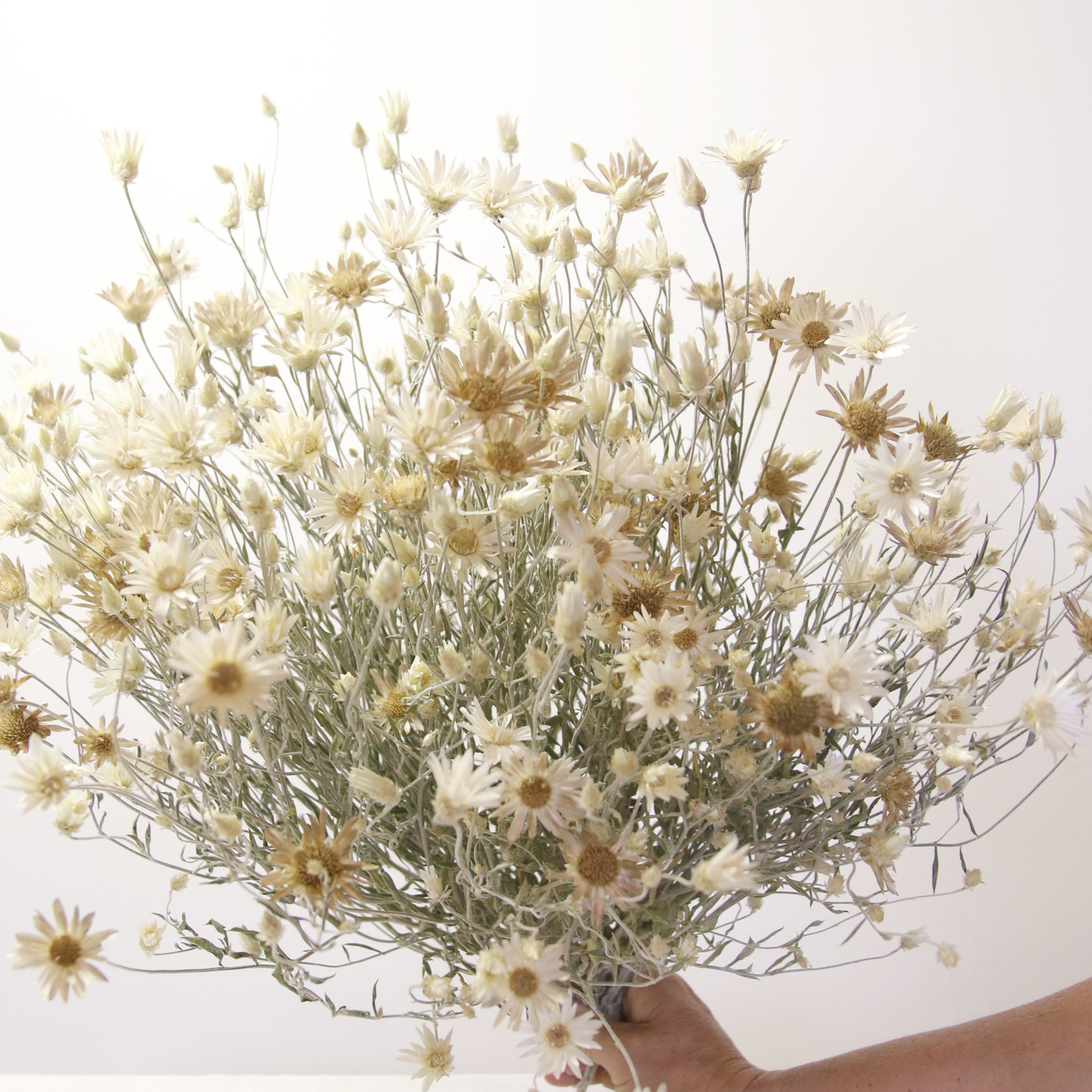 Immortelle Lumina Blanche séchée