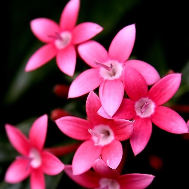 Fleurs d'Etoile d'Égypte (par 20)