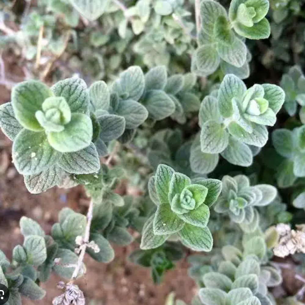 Origan de syrie/zaatar Pot 1L