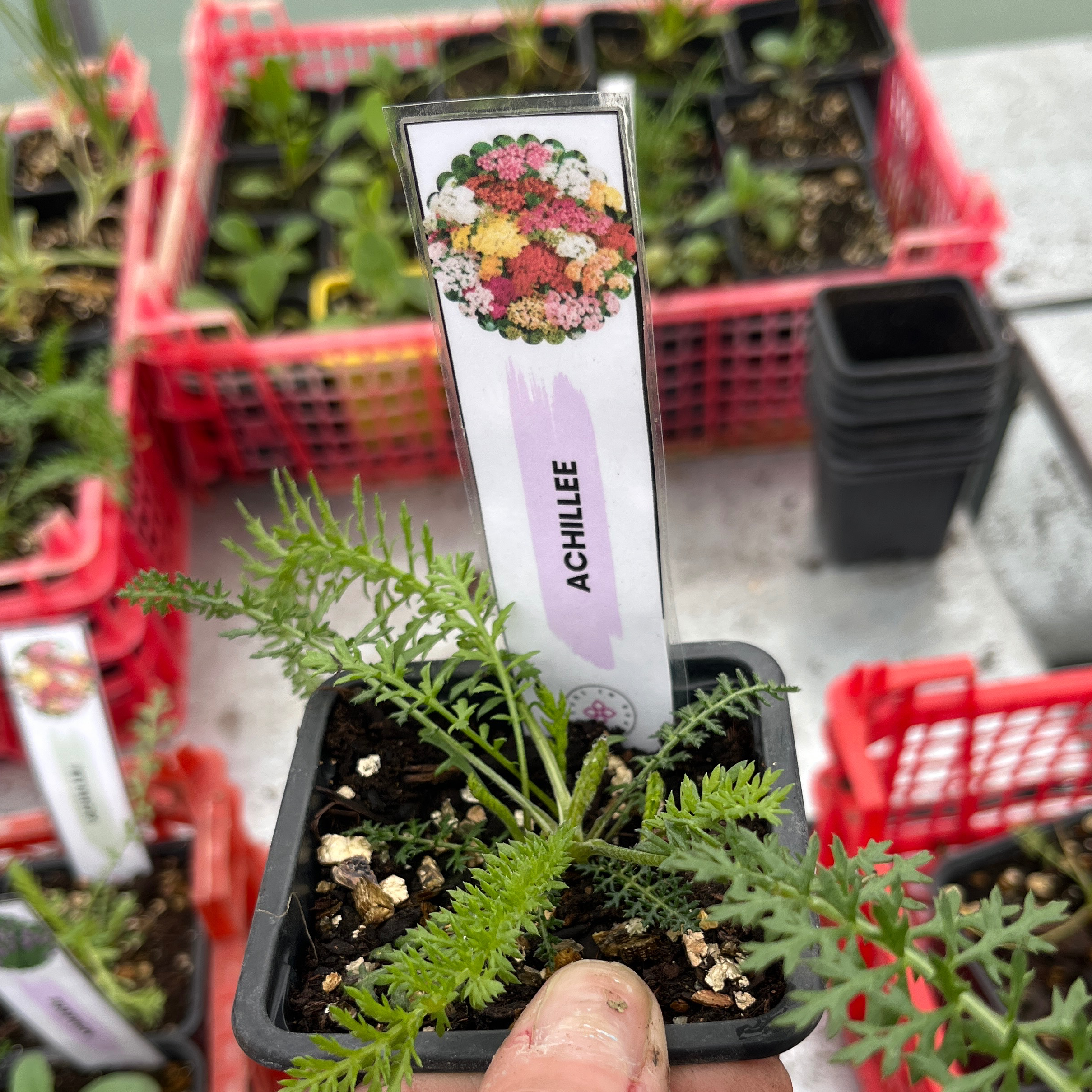 Achillée mix