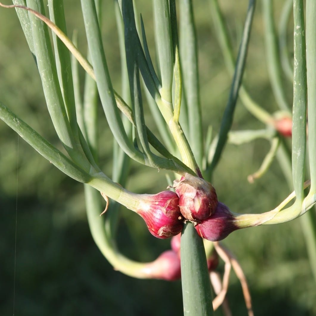 Oignon rocambole Pot 1L