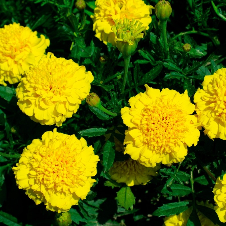 Fleurs d'Œillet d'inde jaune (par 12)