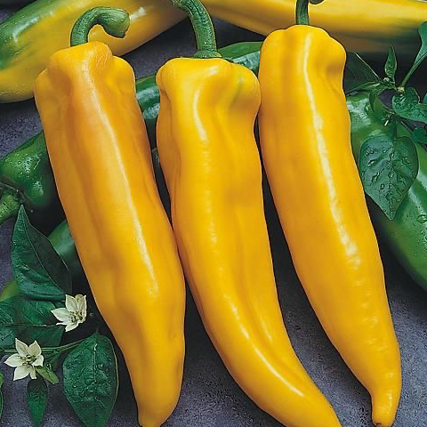 Plant Poivron Corne De Toro Jaune - 250g