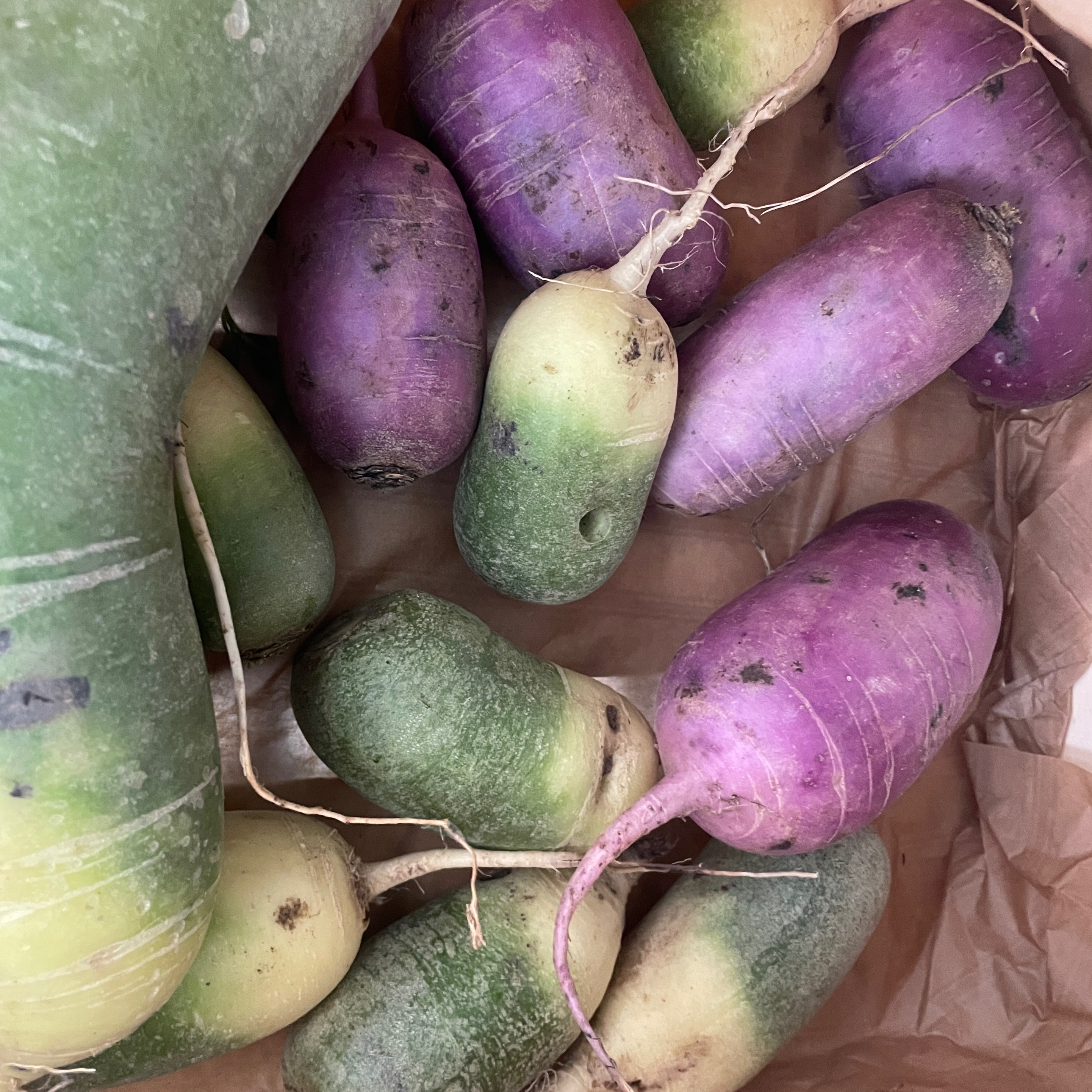 Radis asiatique mixe ≈ 250g.