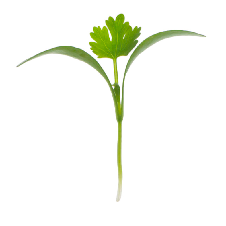 Coriandre baby - 10g