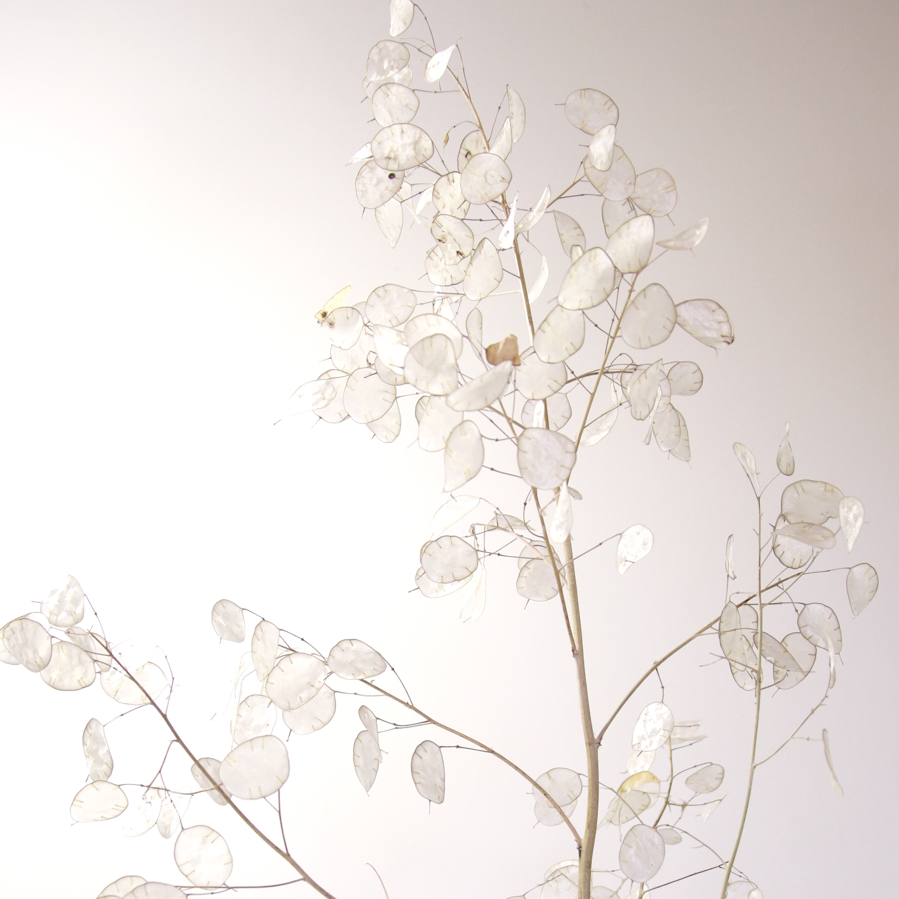 Lunaire séchée (Monnaie du pape) avec capsule décortiquée