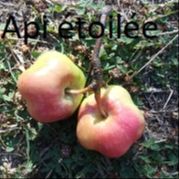 Api étoilé – Franc