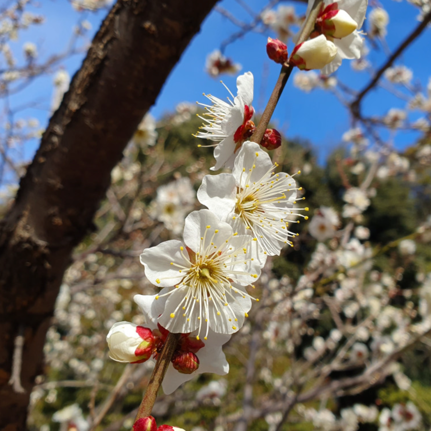 Porte greffe Prunier 'Saint Julien' Racines nues