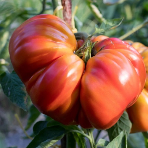 TOMATE Beefsteak Bio