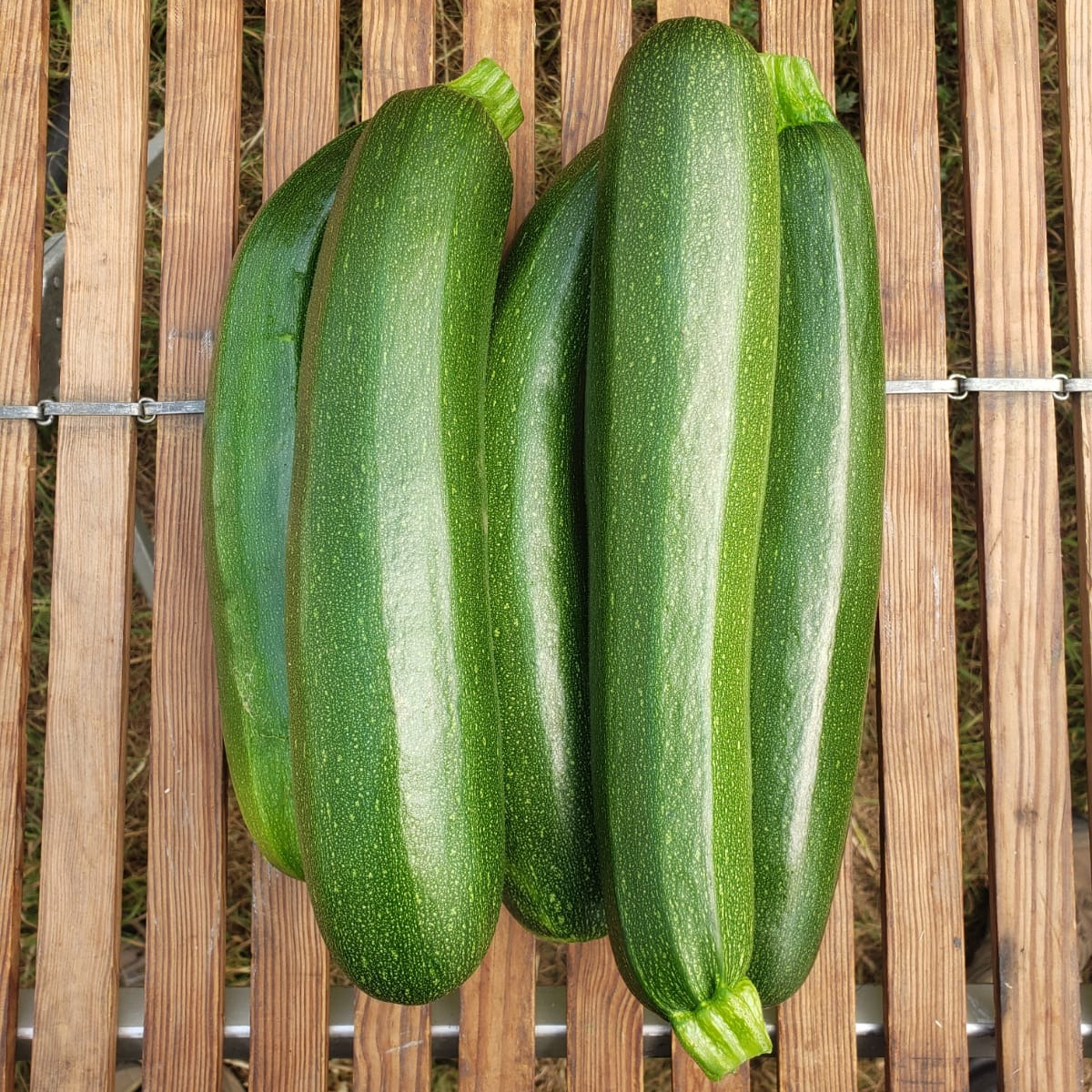 Courgette verte primeur (au kg)