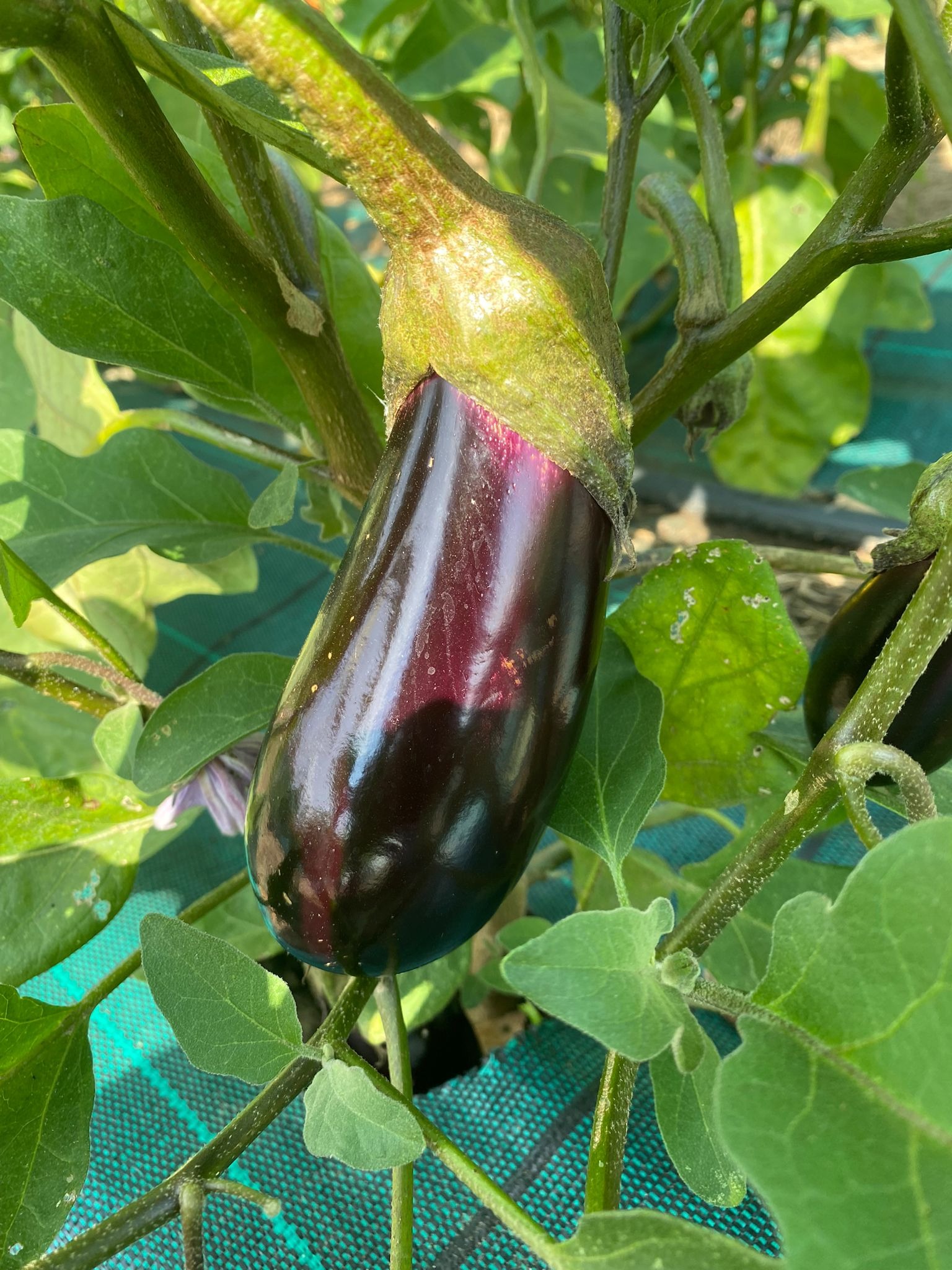Aubergine violette