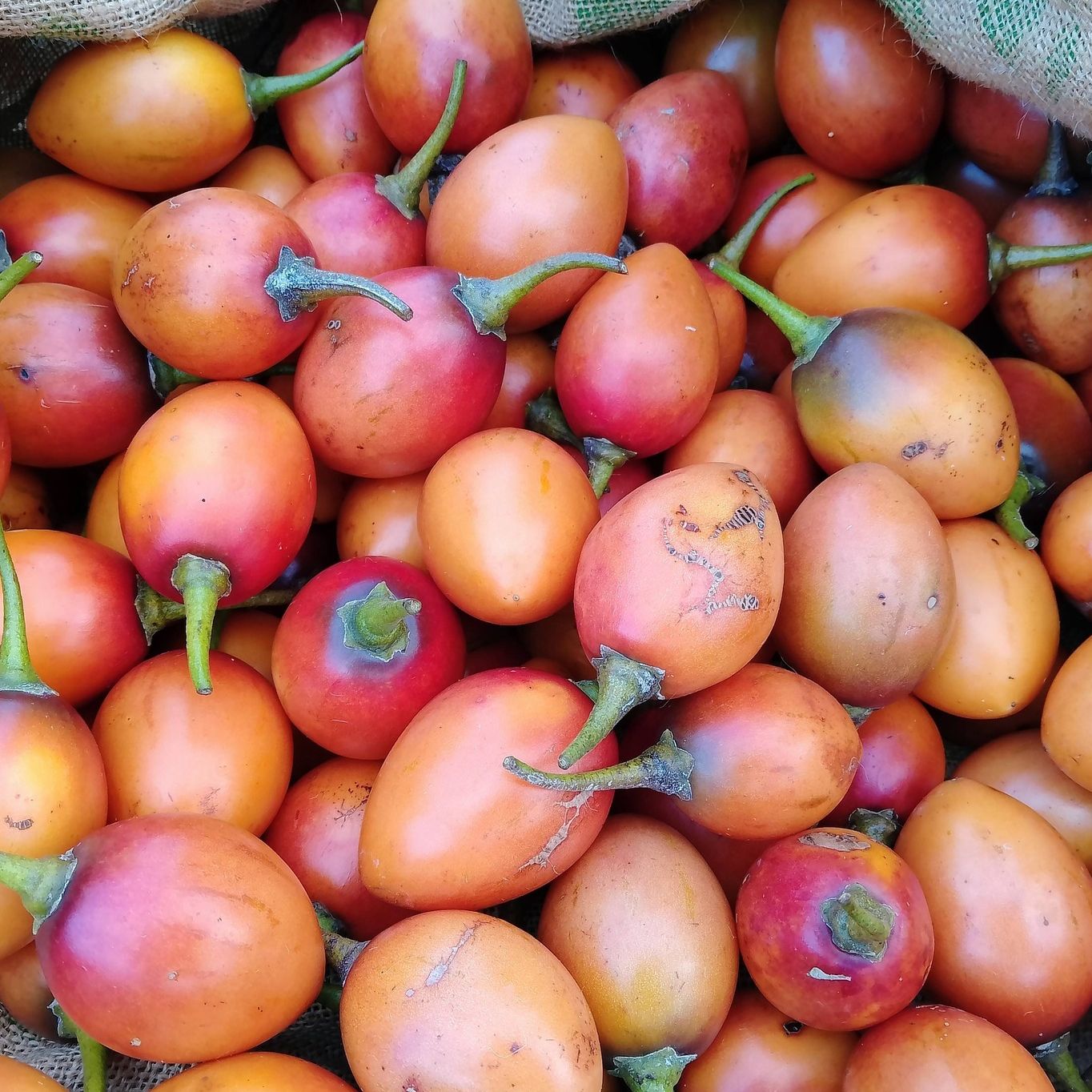 Tomate arbuste