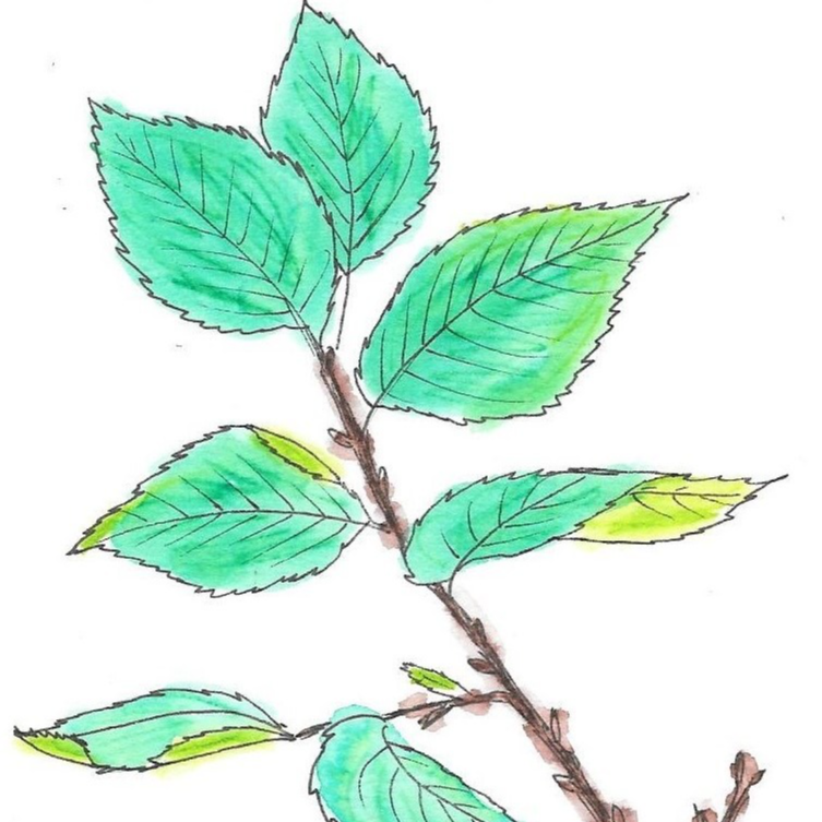 Orme champêtre - 15ml