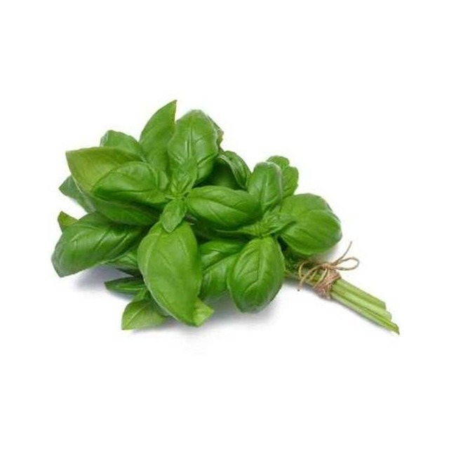 Basilic