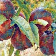 Nectarine Felligni