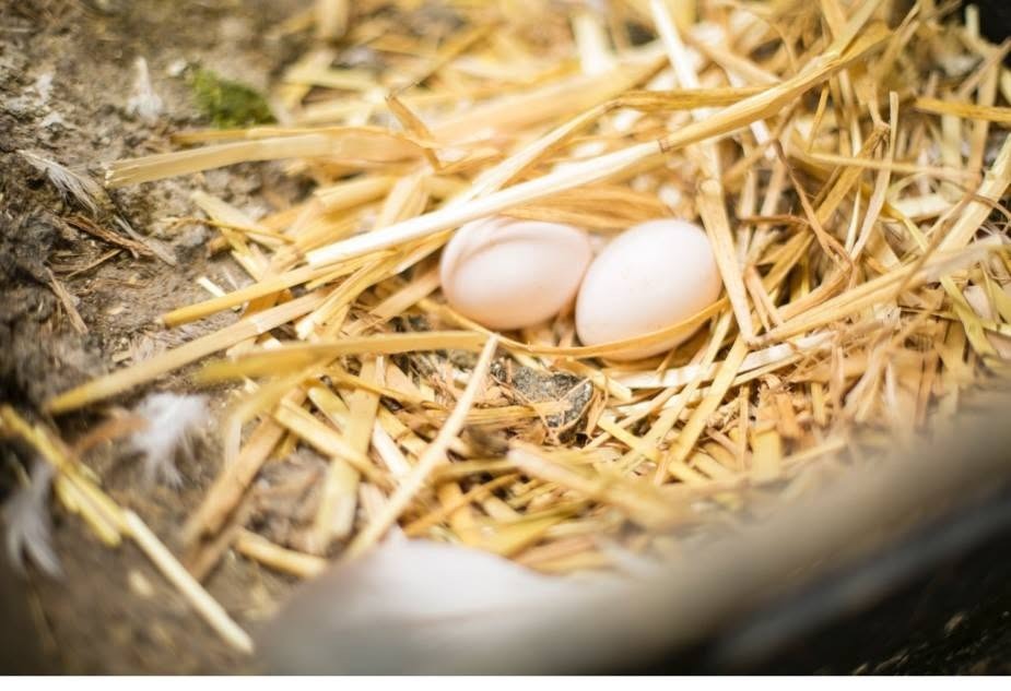 Oeufs de Pigeons Fécondés
