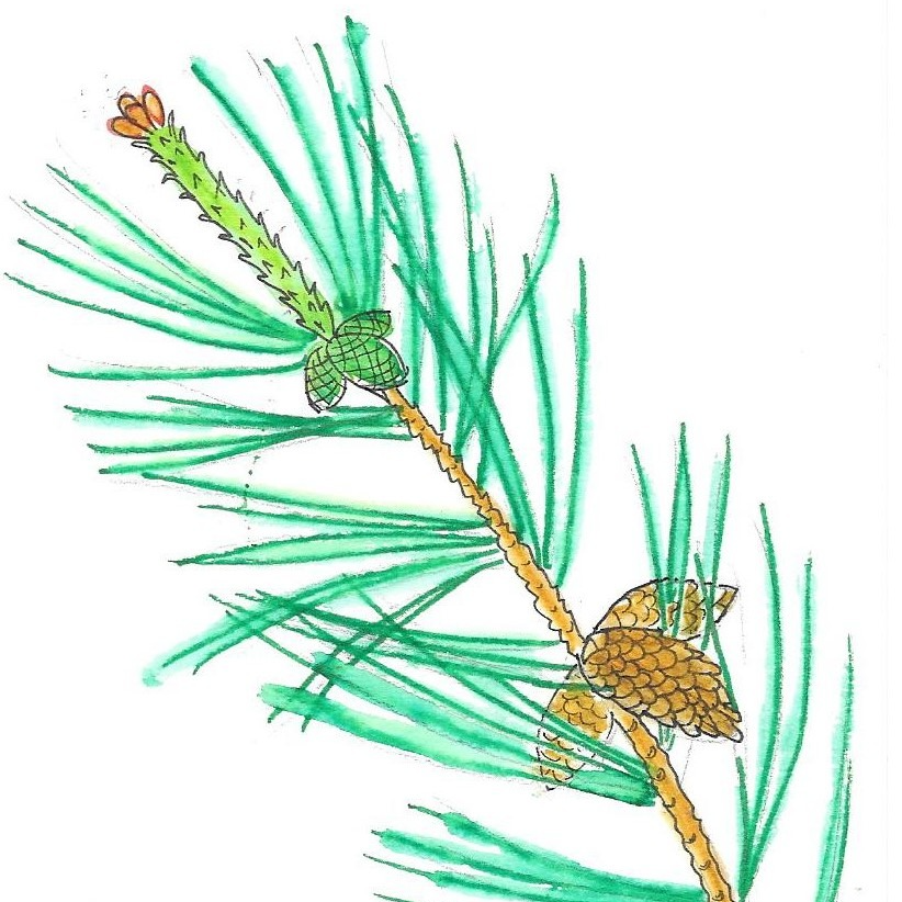 Pin des montagnes - 15ml