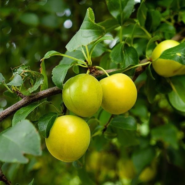 Prunier (Prunus x domestica) 'Reine Claude d'Oullins'