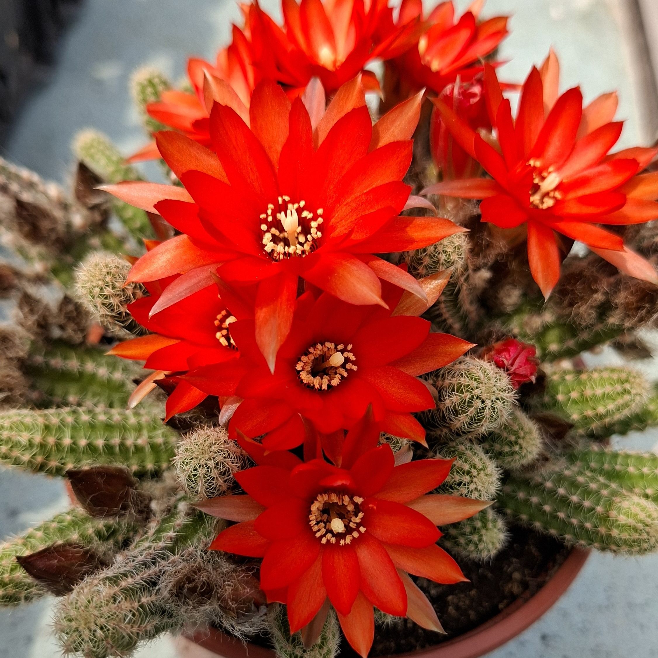 Cactus cornichon en pot 10,5 cm