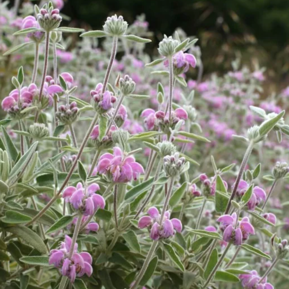 Sauge de Jerusalem x marina rose Pot 1L