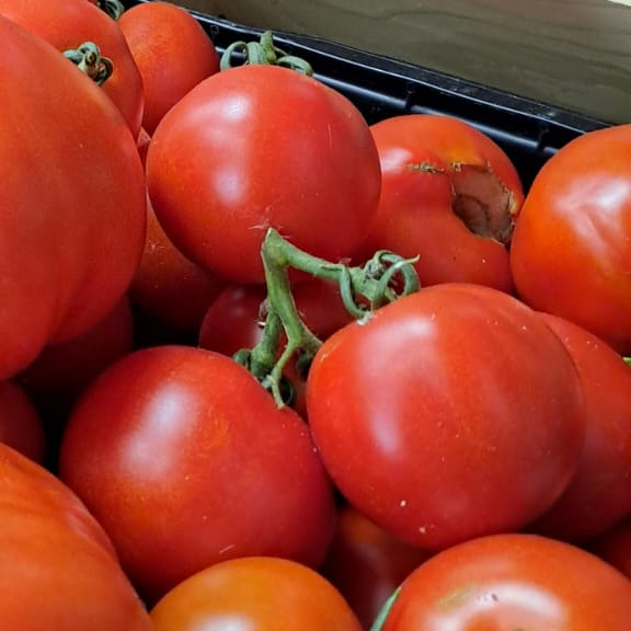 TOMATE ronde bio