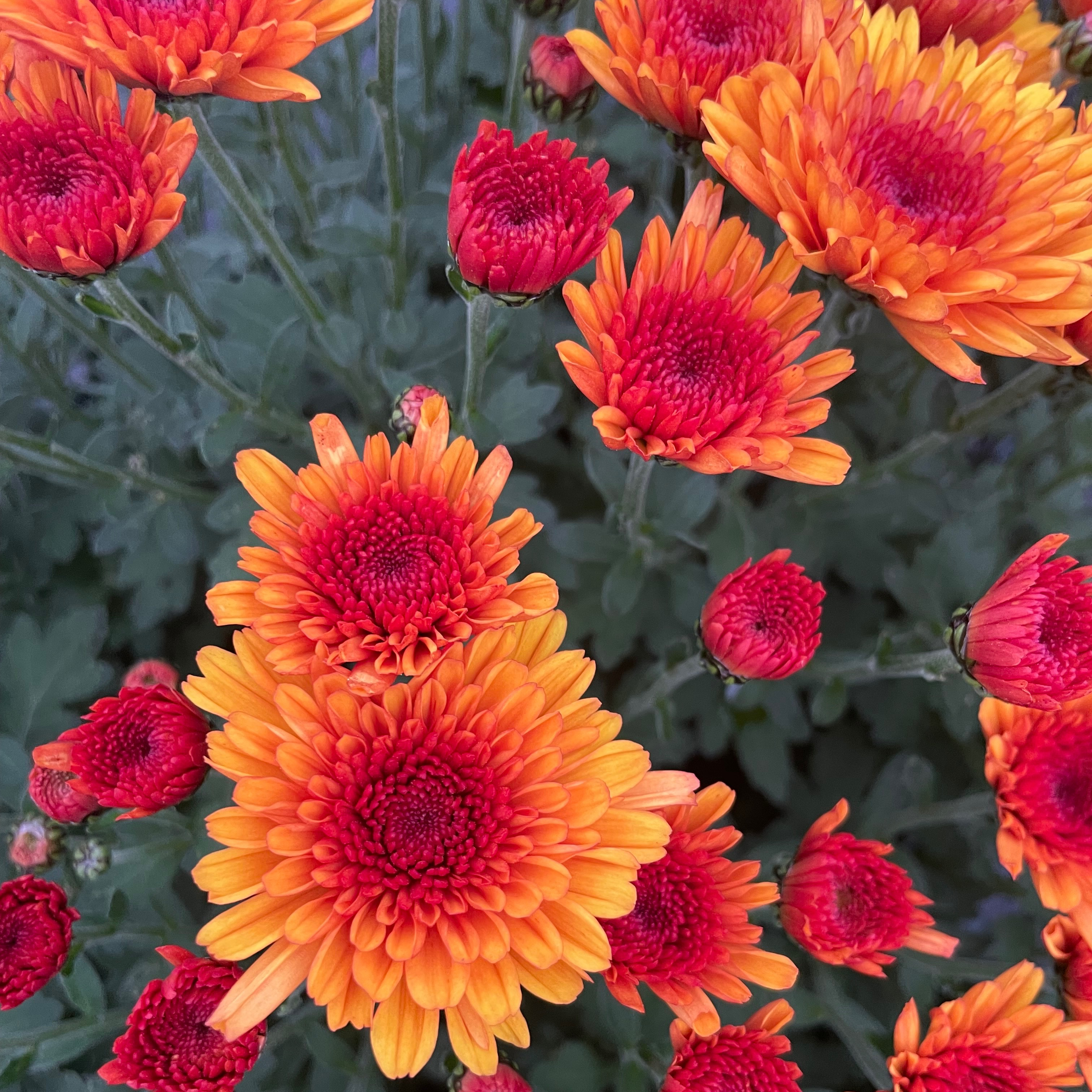 Chrysanthème Krousti Doré