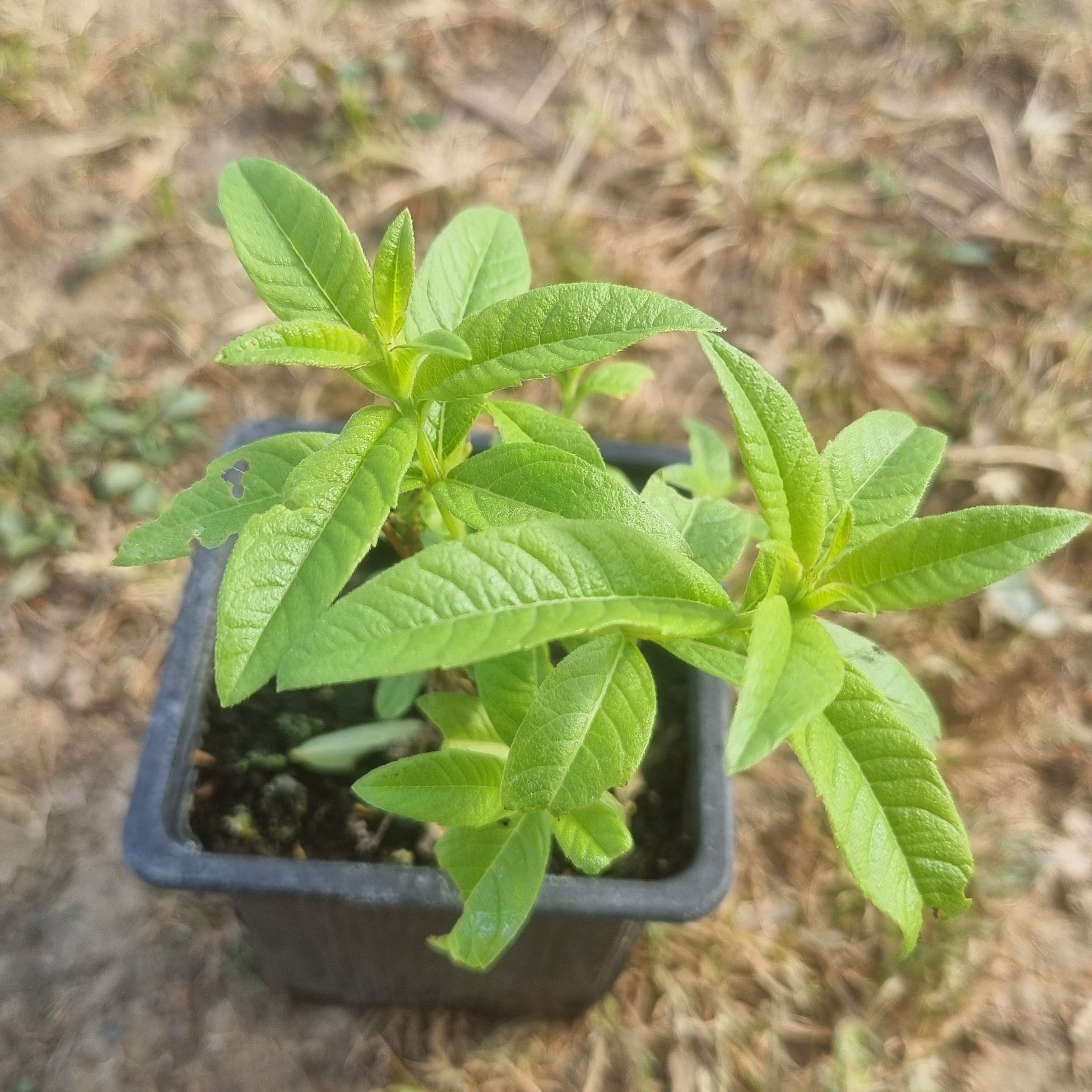 Verveine