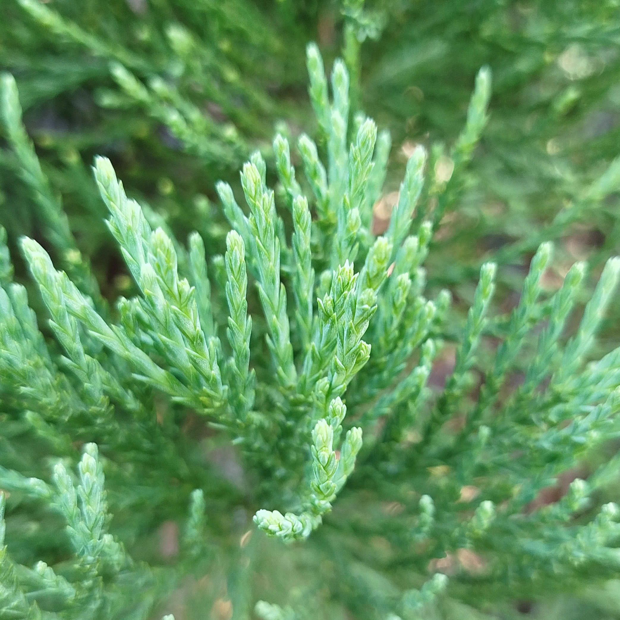 Gemmothérapie Séquoïa - 30ml