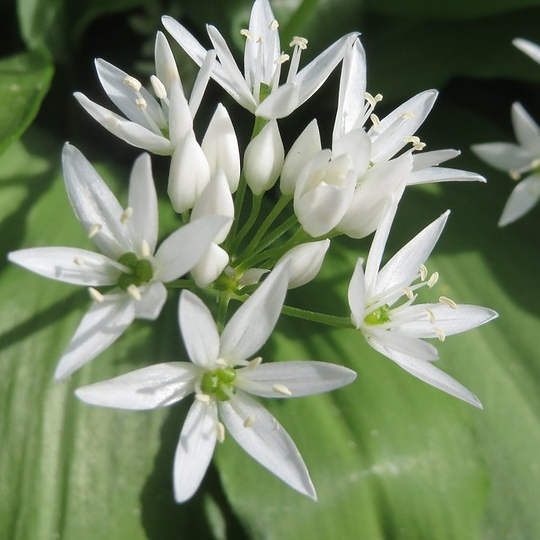 Fleurs d'Ail - 15g