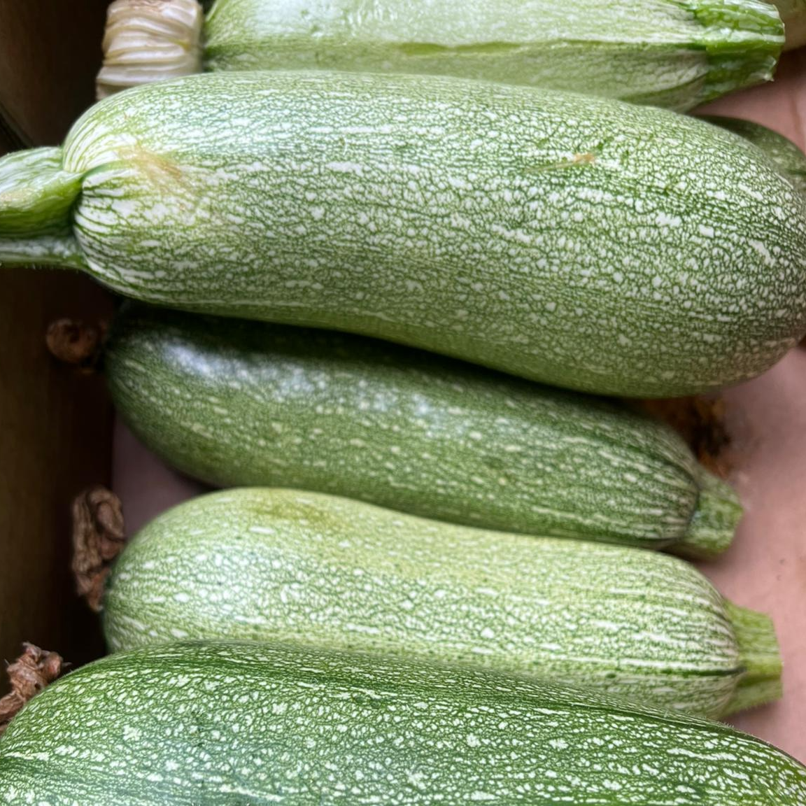 Courgette Bio Petite Verte d'Alger