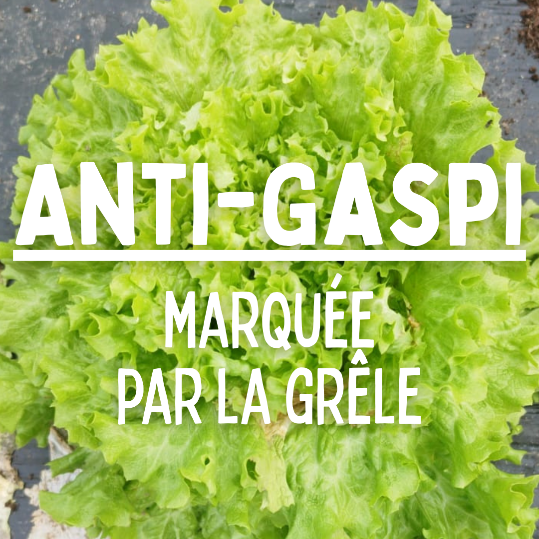 Salade Batavia verte ANTIGASPI (grêle) - 1 pièce
